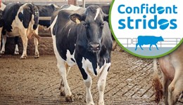 Carmarthenshire: Taking steps to enhance cow mobility